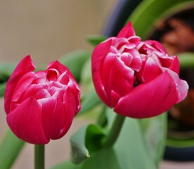 Rote Tulpenblüten auf dem Balkon