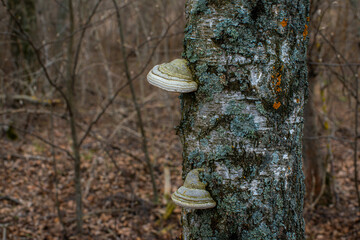 Mushroom on the surface of the tree