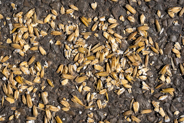 grains spilled on the asphalt are crushed