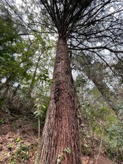 trunk