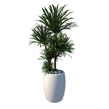 Front view of Plant (Potted Vase with Indoor Plant 5) Tree white background 3D Rendering Ilustracion 3D
