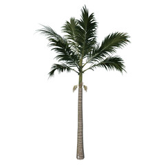 Front view tree ( Adolescent Alexander palm Tree Palm 1) plant white background 3D Rendering Ilustracion 3D