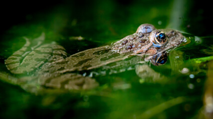 One pool frog is swimming in water. Pelophylax lessonae in the vegetation area. European frog.