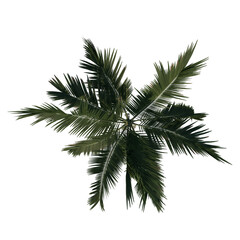 Top view tree ( Alexander palm Tree Palm 2) plant white background 3D Rendering Ilustracion 3D