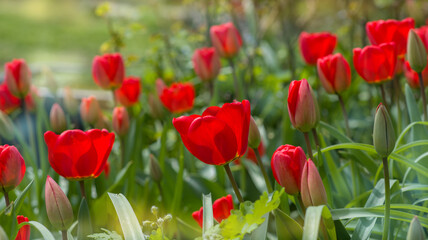 Red tulip flower in the field