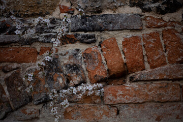 Flowering branch on the background of an old brick wall