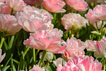 Obraz premium Tulips in the Gomel park of the Rumyantsevs and Paskevichs. Blooming tulip plantation