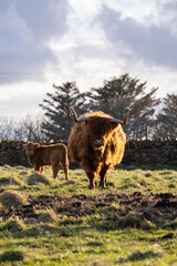highland cow in the sun