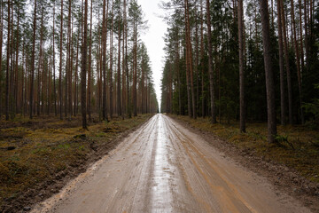 wet forest road where many beautiful pines grow along the edges