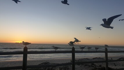 Seagull Sunset
