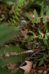 A closed fern with soft spring sunlight, spring blossoming. New life concept.