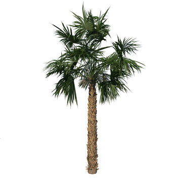 Front view of plant (Adolescent Palmetto Palm Tree 1) tree white background 3D Rendering Ilustracion 3D