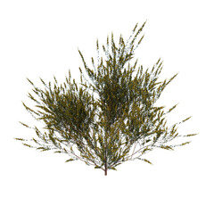 Front view tree ( Cytisus scoparius common broom 2) white background 3D Rendering Ilustracion 3D