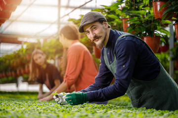 Young team of gardeners working in horticulture. Sunny day in the greenhouse.