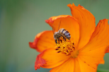 Nature's Pollinator: Bee Alights on Orange Blossom