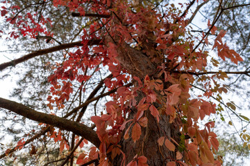 Colorful trees, tree trunks close-up. Idyllic fairy autumn landscape. Green, red, orange and yellow leaves. Natural pattern. Environmental conservation theme.