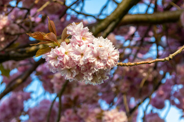 Cherry flowers blooming