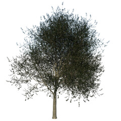 Front view of Tree (Small Leaved Lime Tree 2) Plant white background 3D Rendering Ilustracion 3D