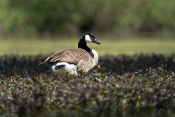 eine Kanadagans sitzt auf dem Seeplanzen
