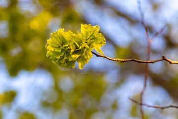 Tree in bloom