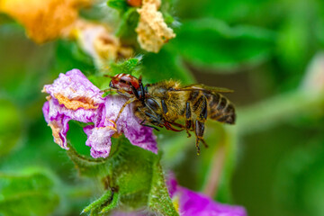 Beautiful Crab spider feasting on bee. Macro photo