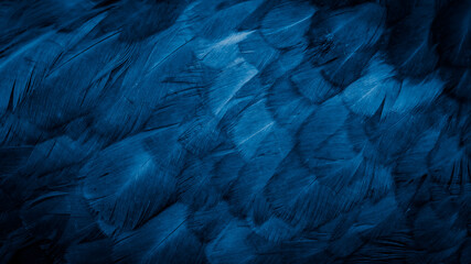 macro photo of blue hen feathers. background or textura
