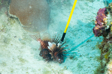An invasive lionfish that has been speared to be removed from the reef to help protect the environment in the Cayman Islands