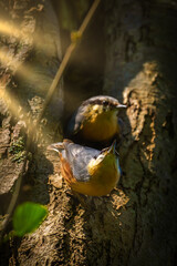 ein Kleiberfamilie sitzt vor ihren Nistplatz