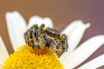 Close up  beautiful jumping spider  