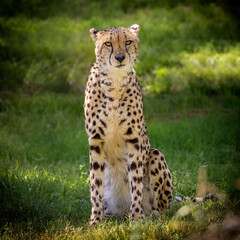Naklejka na ściany i meble Cheetah Big Cat Sitting Facing Looking Forward