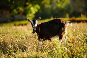 Goat eating grass looking at photographer  © Jacek Dylag