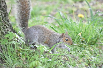 Squirrel shots from various locations in Essex parks.