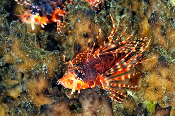 A picture of zebra lionfish