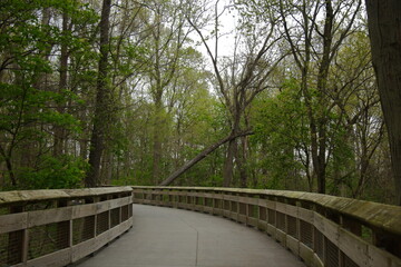 Fototapeta na wymiar Concrete path in the spring woods