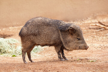 Profile of Javelina Collard Peccary
