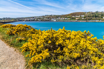 A view over gorse on the peninsula in the main bay at Fishguard, South Wales on a sunny day