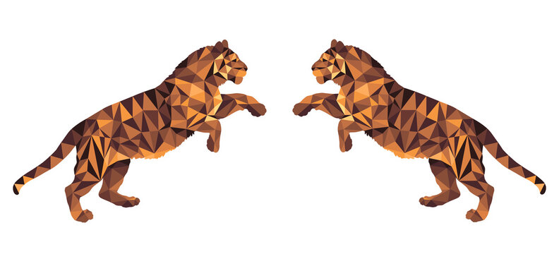 two tigers on their hind legs, isolated color image on a white background in the low poly style