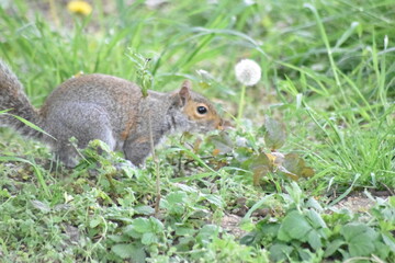 Squirrel shots from various locations in Essex parks.