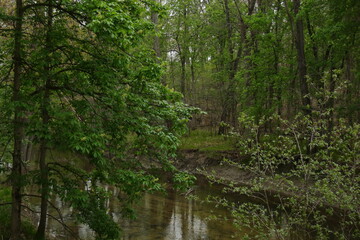 Fototapeta na wymiar Spring river in the green woods