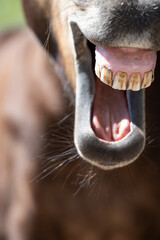 Zähne / Pferd