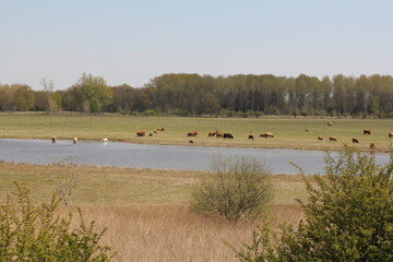 Fototapeta na wymiar a big herd of scottish grazers is grazing in a meadow in a big nature reserve in holland in springtime