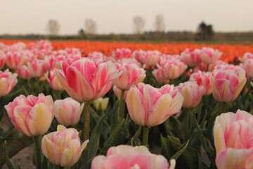 a beautiful bulb field with pink peony tulips in the front in the countryside in zeeland, the netherlands