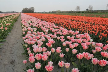 Fotobehang a beautiful bulb field with pink peony tulips and orange royal 'prinses irene' tulips in the countryside in the netherlands at a trial plot in zeeland in springtime © Angelique
