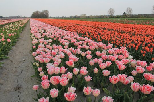 a beautiful bulb field with pink peony tulips and orange royal 'prinses irene' tulips in the countryside in the netherlands at a trial plot in zeeland in springtime