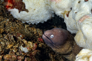 A picture of a white eyed moray