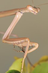 praying mantis on a branch