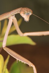 praying mantis on leaf