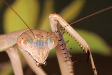 portrait of a praying mantis