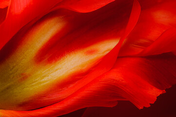 Closeup of red tulip - obrazy, fototapety, plakaty