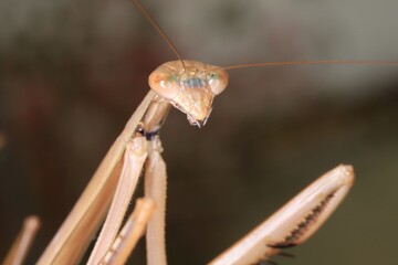 close up of a praying mantis